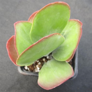 Kalanchoe thyrsiflora