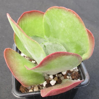 Kalanchoe thyrsiflora