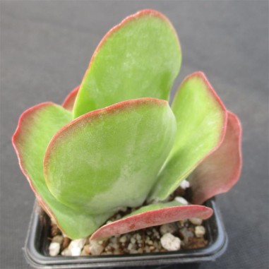 Kalanchoe thyrsiflora