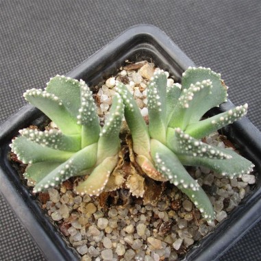 Aloinopsis malherbei