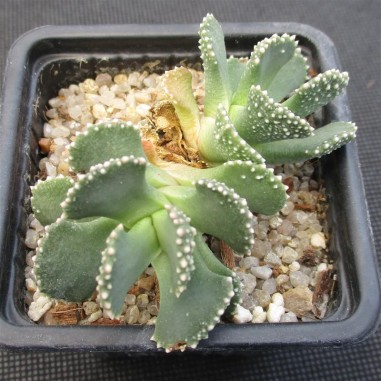 Aloinopsis malherbei