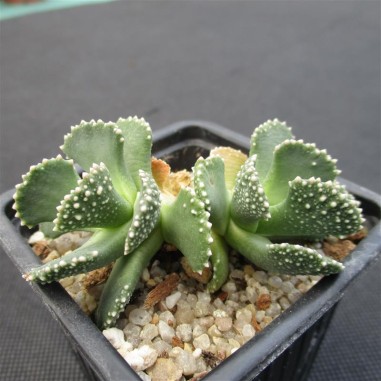 Aloinopsis malherbei