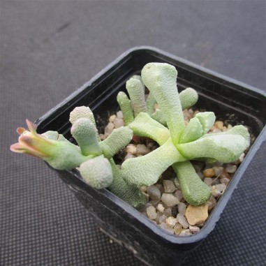 Aloinopsis luckhoffii