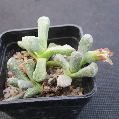 Aloinopsis luckhoffii