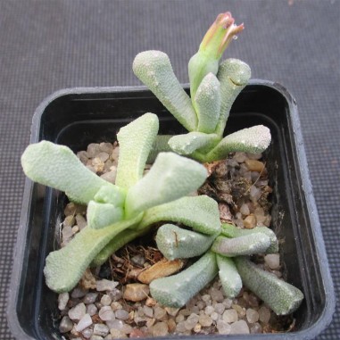 Aloinopsis luckhoffii