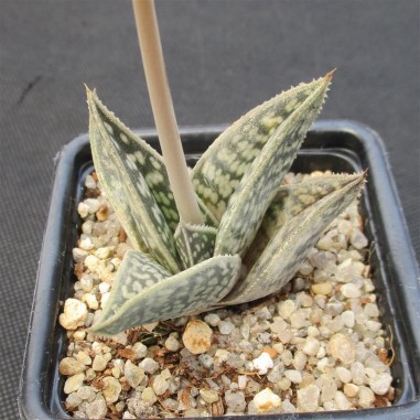 Aloe sladeniana