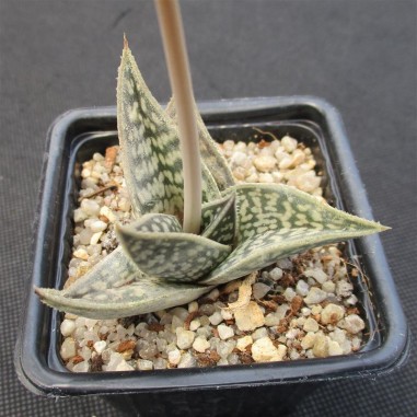 Aloe sladeniana