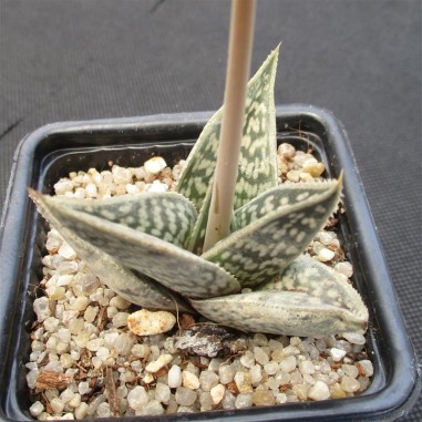 Aloe sladeniana