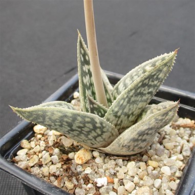 Aloe sladeniana