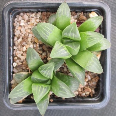 Haworthia retusa 2 Plantas