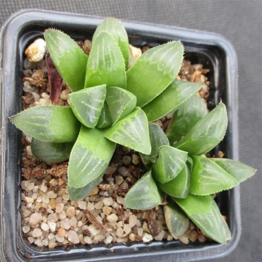 Haworthia retusa 2 Plantas