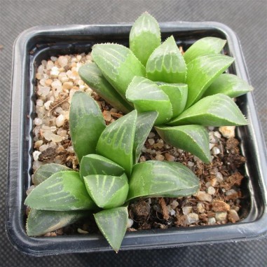 Haworthia retusa 2 Plantas