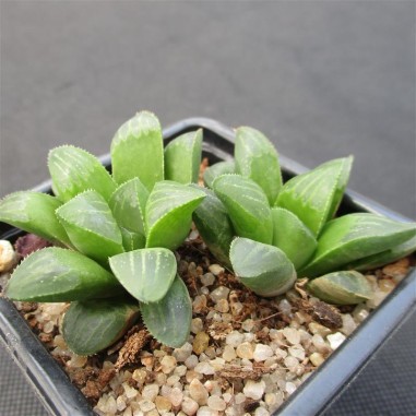 Haworthia retusa 2 Plantas