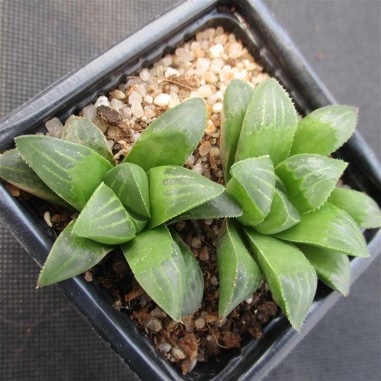 Haworthia retusa 2 Plantas