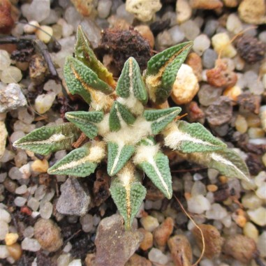 Ariocarpus kotschoubeyanus var....