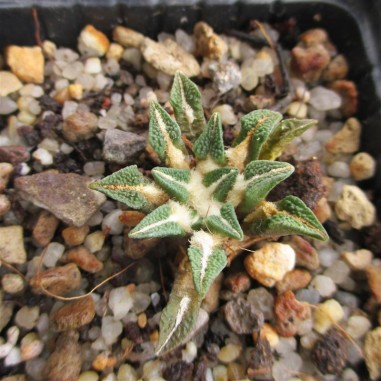 Ariocarpus kotschoubeyanus var....