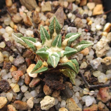 Ariocarpus kotschoubeyanus var....