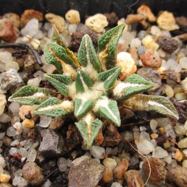 Ariocarpus kotschoubeyanus var....