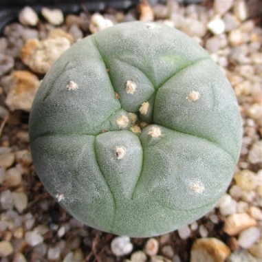 Lophophora williamsii