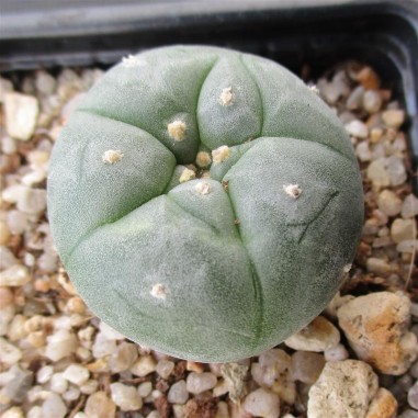 Lophophora williamsii