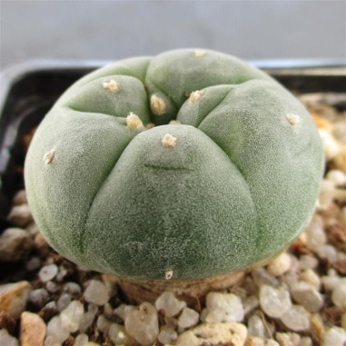 Lophophora williamsii