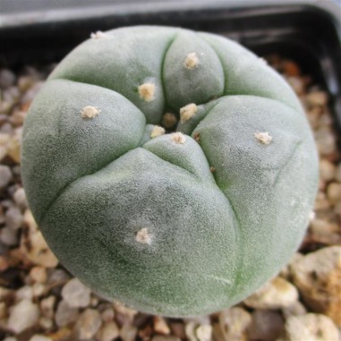 Lophophora williamsii