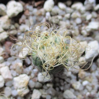 Turbinicarpus pseudomacrochele...