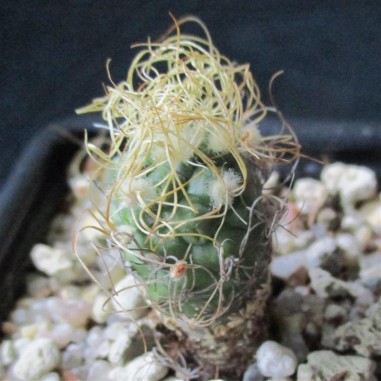 Turbinicarpus pseudomacrochele...