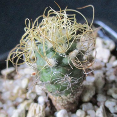 Turbinicarpus pseudomacrochele...