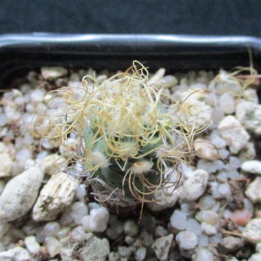 Turbinicarpus pseudomacrochele...