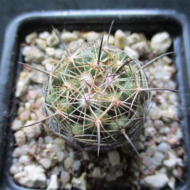 Coryphantha voghterriana HK 1249