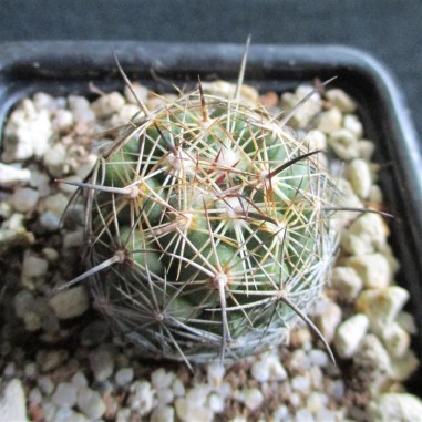 Coryphantha voghterriana HK 1249