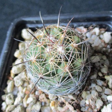 Coryphantha voghterriana HK 1249