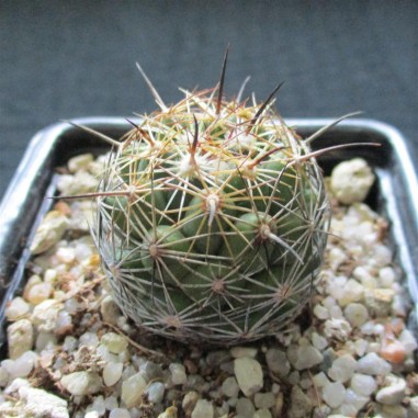 Coryphantha voghterriana HK 1249