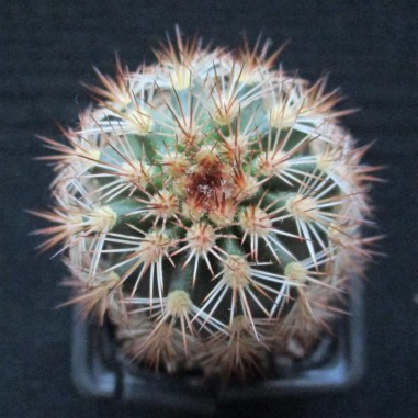 Echinocereus roetteri (coccineus x...