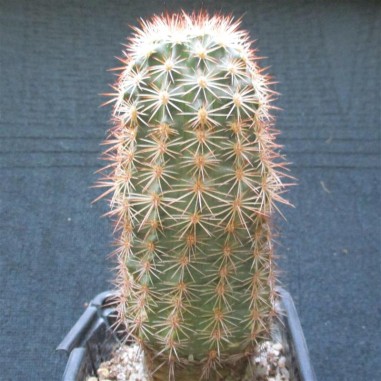 Echinocereus roetteri (coccineus x...