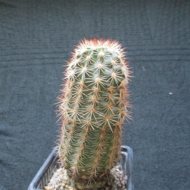 Echinocereus roetteri (coccineus x...