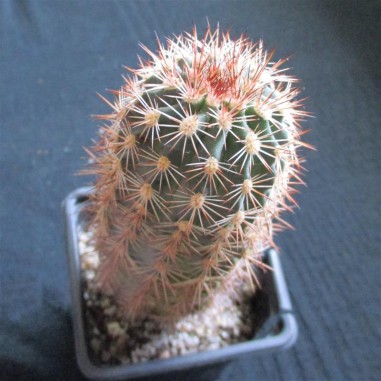 Echinocereus roetteri (coccineus x...