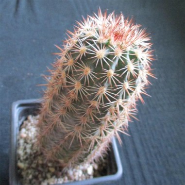 Echinocereus roetteri (coccineus x...