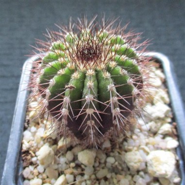 Uebelmannia pectinifera