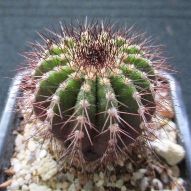 Uebelmannia pectinifera