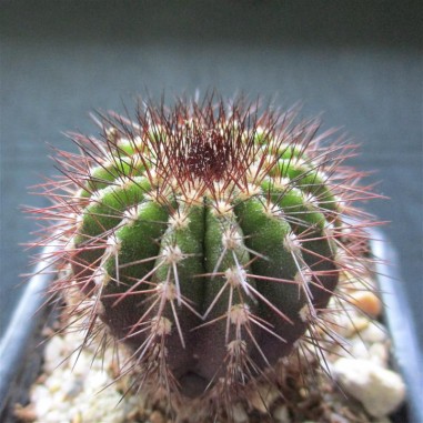 Uebelmannia pectinifera