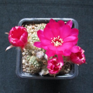 Chamaelobivia flor fucsia