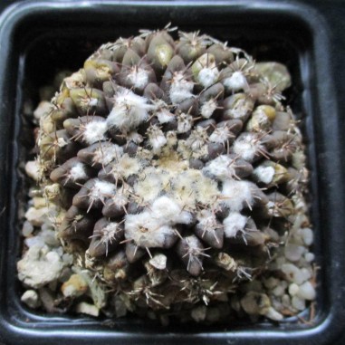 Neoporteria odieri subsp....