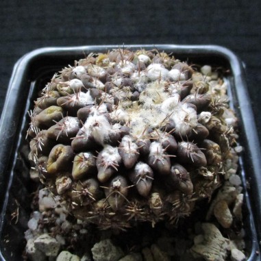 Neoporteria odieri subsp....