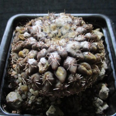 Neoporteria odieri subsp....