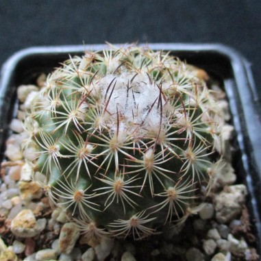 Turbinicarpus saueri subsp. nelissae