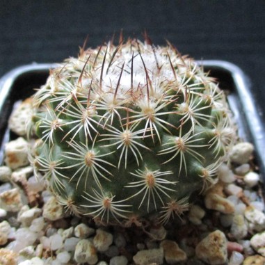 Turbinicarpus saueri subsp. nelissae