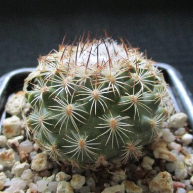 Turbinicarpus saueri subsp. nelissae