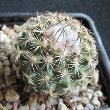 Turbinicarpus saueri subsp. nelissae